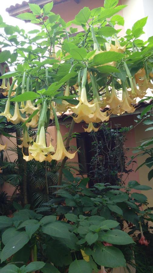 Eco Pousada Jardim Do Eden Alto Paraíso de Goiás المظهر الخارجي الصورة